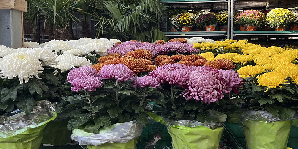 Image catégorie Chrysanthèmes grosses têtes 2026 - Promofleur