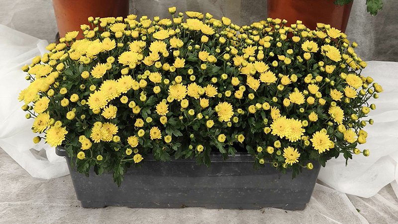Chrysanthèmes Jardinières - Promofleur