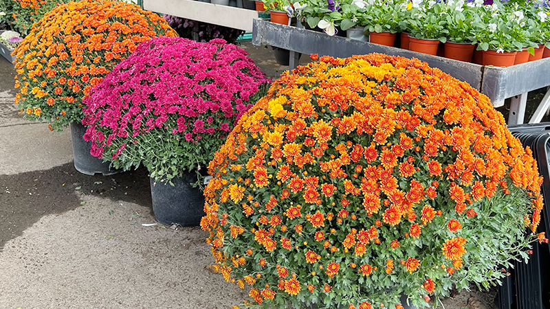 Chrysanthèmes Jumbo - Promofleur