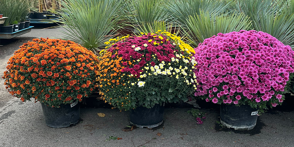 Image catégorie Chrysanthèmes Jumbo 2026 - Promofleur