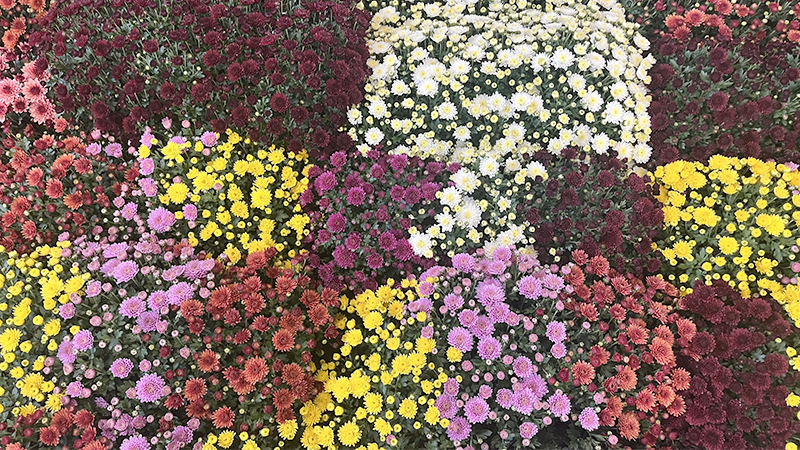 Chrysanthèmes Pomponettes - Promofleur