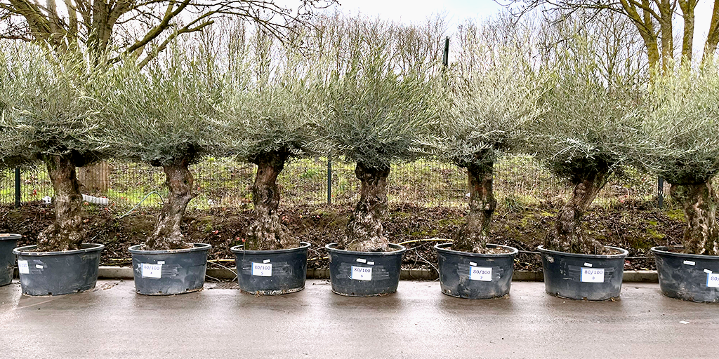 Image catégorie Olivier bonsai centenaire 80/100 - Promofleur