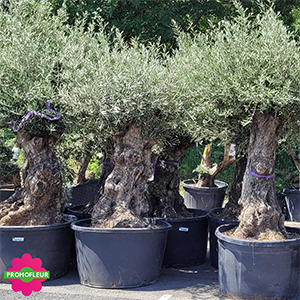 Image catégorie Oliviers Centenaires - Promofleur
