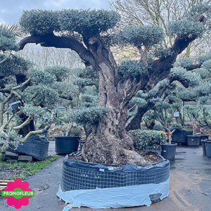 Image catégorie Oliviers Plateaux / Nuages - Promofleur