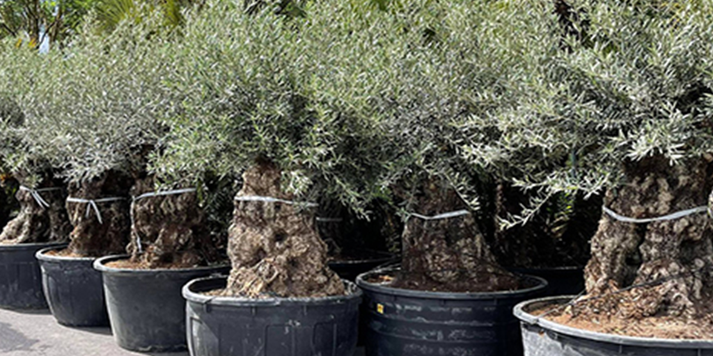 Image catégorie Olivier - Promofleur