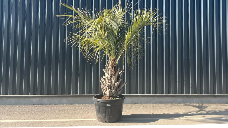 Butia Capitata