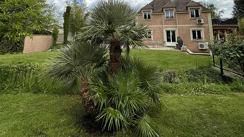 Chamaerops Humilis - Promofleur