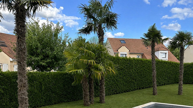 Palmier Trachycarpus Fortunei - Promofleur