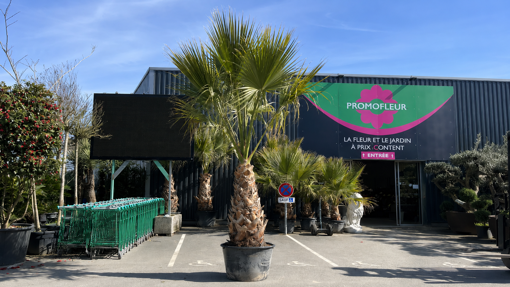 Washingtonia Filifera - Promofleur