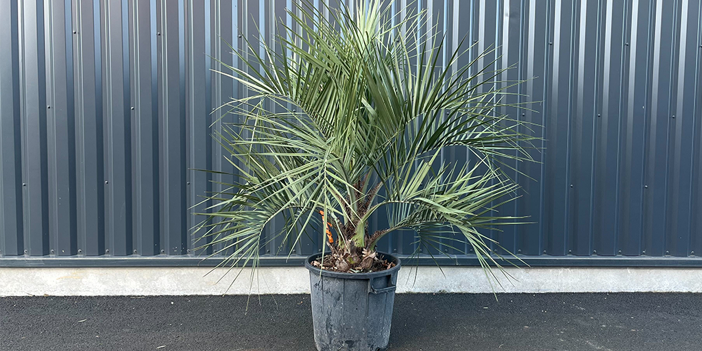 Image catégorie Palmier Butia Capitata - Promofleur