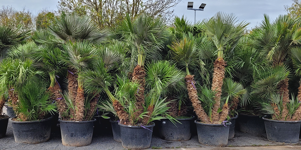 Image catégorie Palmier Chamaerops Humilis - Promofleur