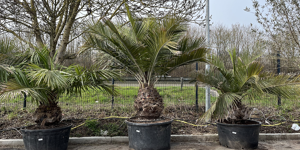 Image catégorie Palmier Jubea Chilensis - Promofleur