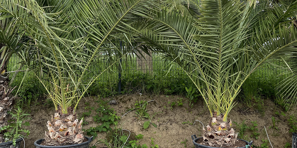 Image catégorie Palmier Phoenix Canarien - Promofleur