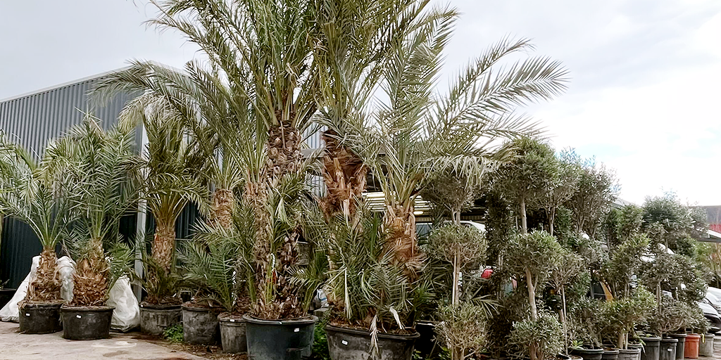 Image catégorie Phoenix Dactilifera - Promofleur