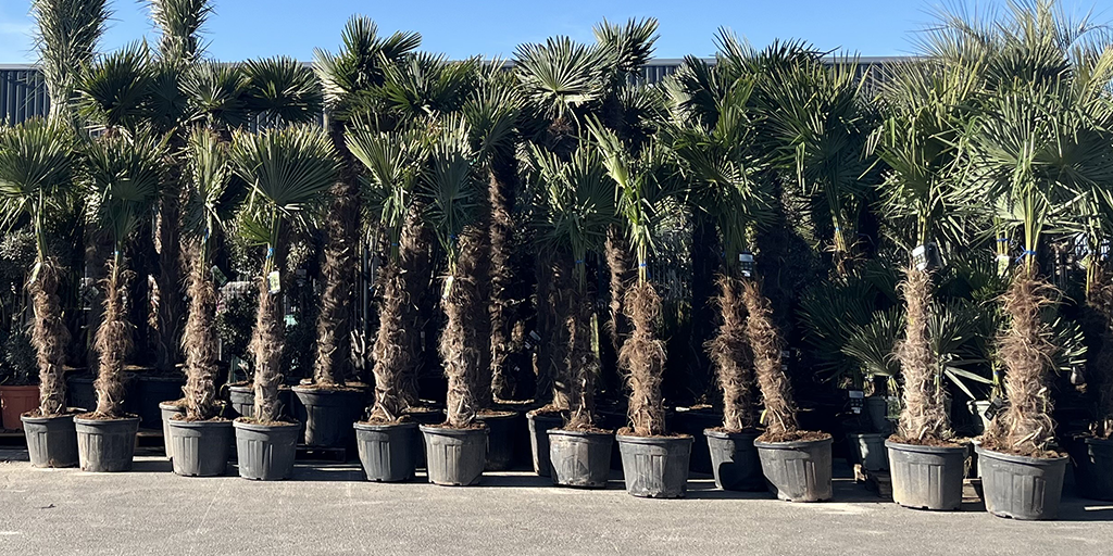 Image catégorie Palmier Trachycarpus Fortunei - Promofleur