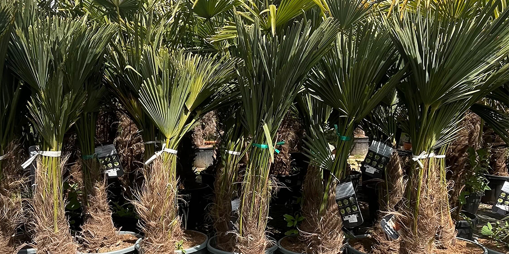 Image catégorie Palmier Trachycarpus Fortunei - Promofleur