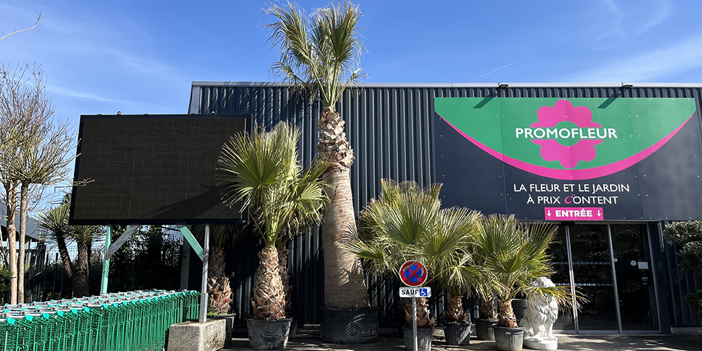 Image catégorie Palmier Washingtonia Filifera - Promofleur