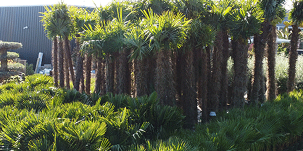 Image catégorie Palmier - Promofleur