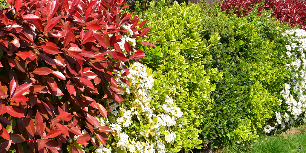 Image catégorie Plantes de haie - Promofleur