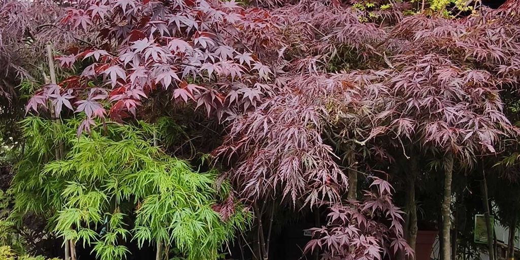 Image catégorie Plantes de terre de bruyère - Promofleur