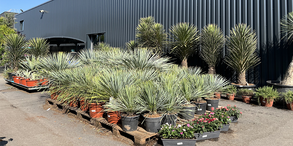 Image catégorie Plantes méditerranéennes / plantes exotiques - Promofleur