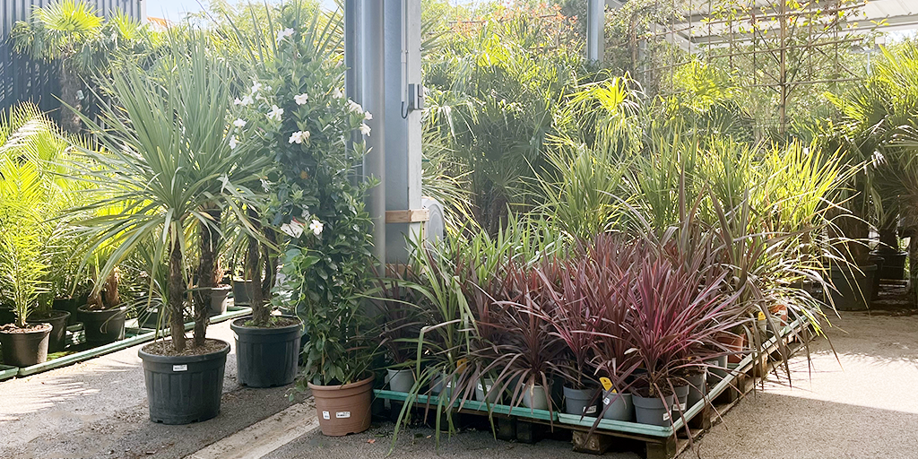 Image catégorie Cordyline - Promofleur