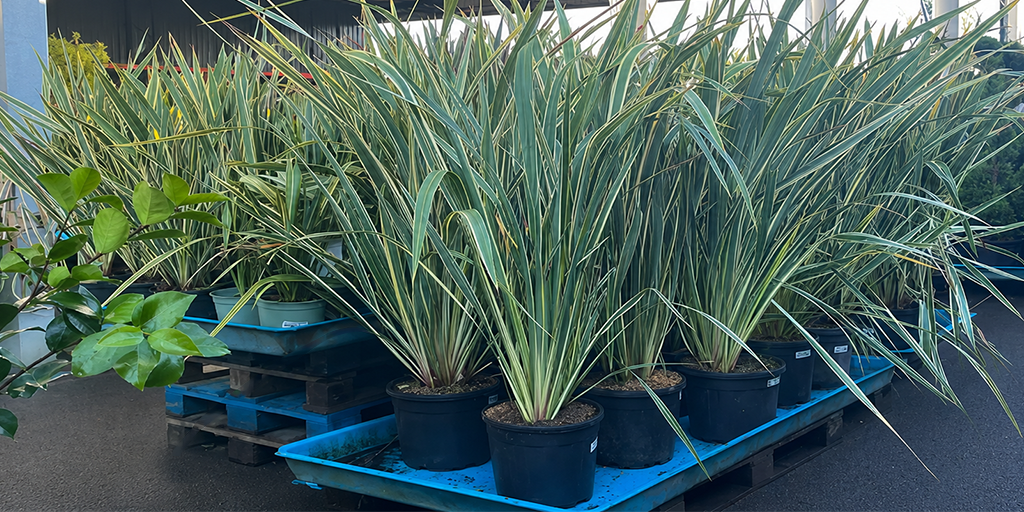 Image catégorie Phormium - Promofleur