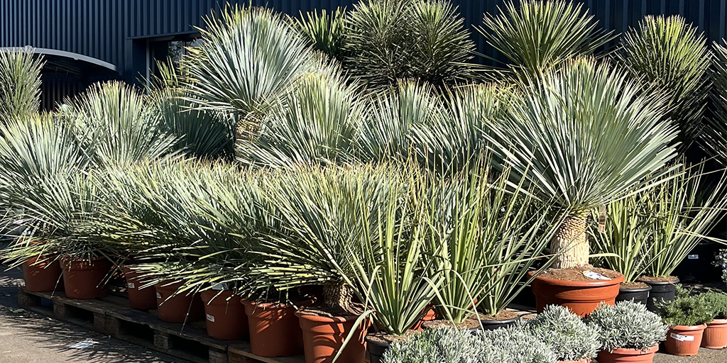 Image catégorie Yucca - Promofleur