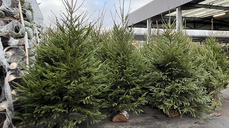 Image catégorie Sapins Épicéa - Promofleur