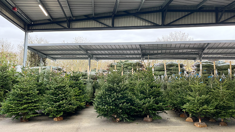 Image catégorie Sapins Nordmann - Promofleur