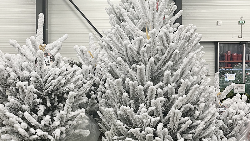 Image catégorie Sapins floqués de Noël - Promofleur