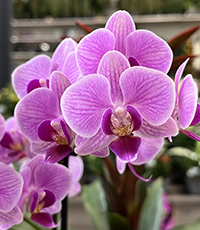 Orchid&eacute;e rose - Promofleur