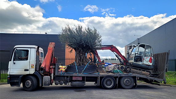 Livraison d'arbres par Promofleur