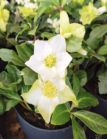 Large choix de Hellebores