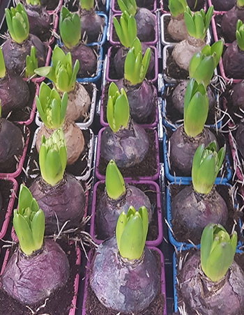 Jacinthes de diff&eacute;rentes couleurs