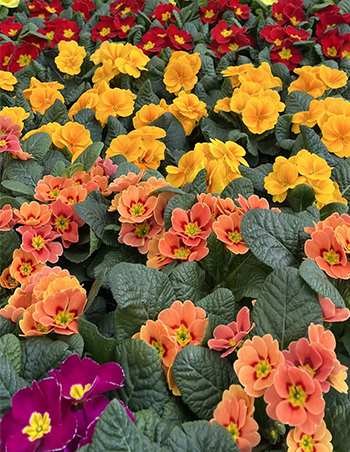 Primev&egrave;res de diff&eacute;rentes couleurs