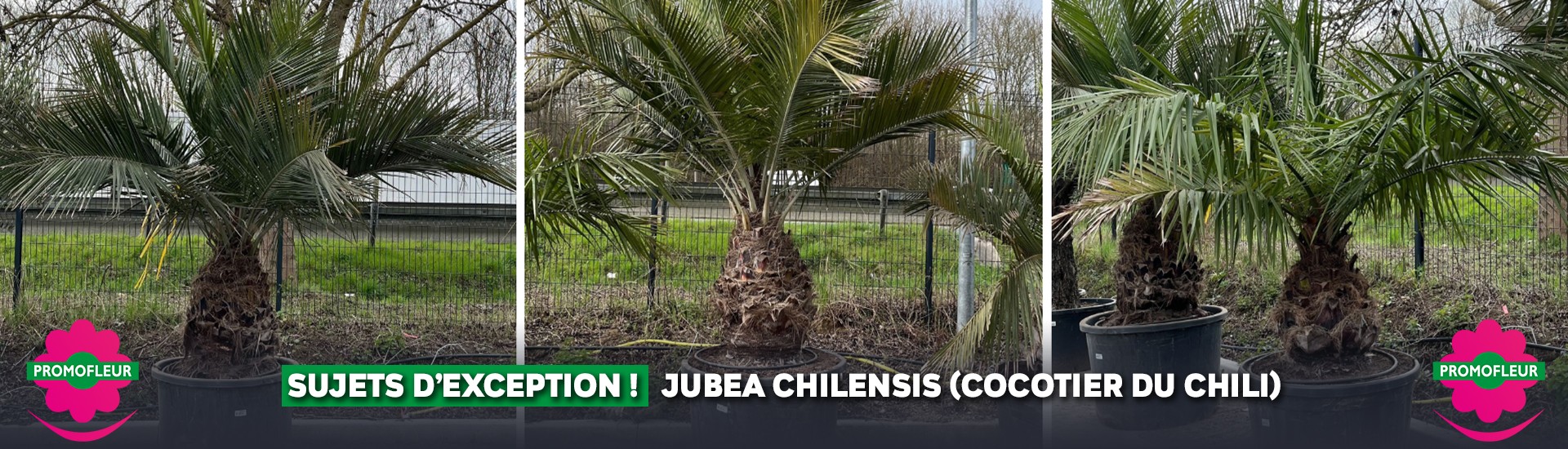 EXCEPTIONNEL ! 3 Jubea Chilensis !